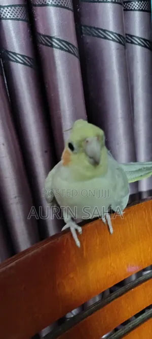 Photo - Cockatiel Female Bird