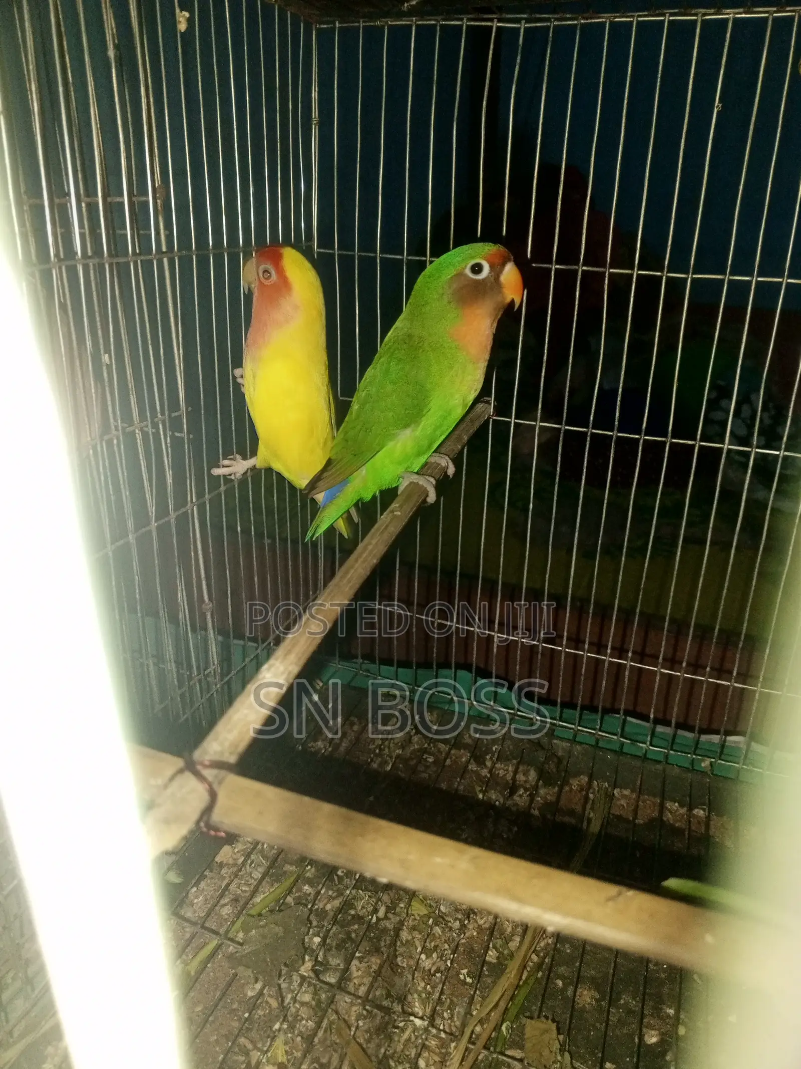 Love Bird Briding Pair,