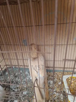 Photo - Pigeon for Sell