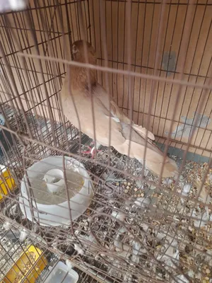 Pigeon for Sell