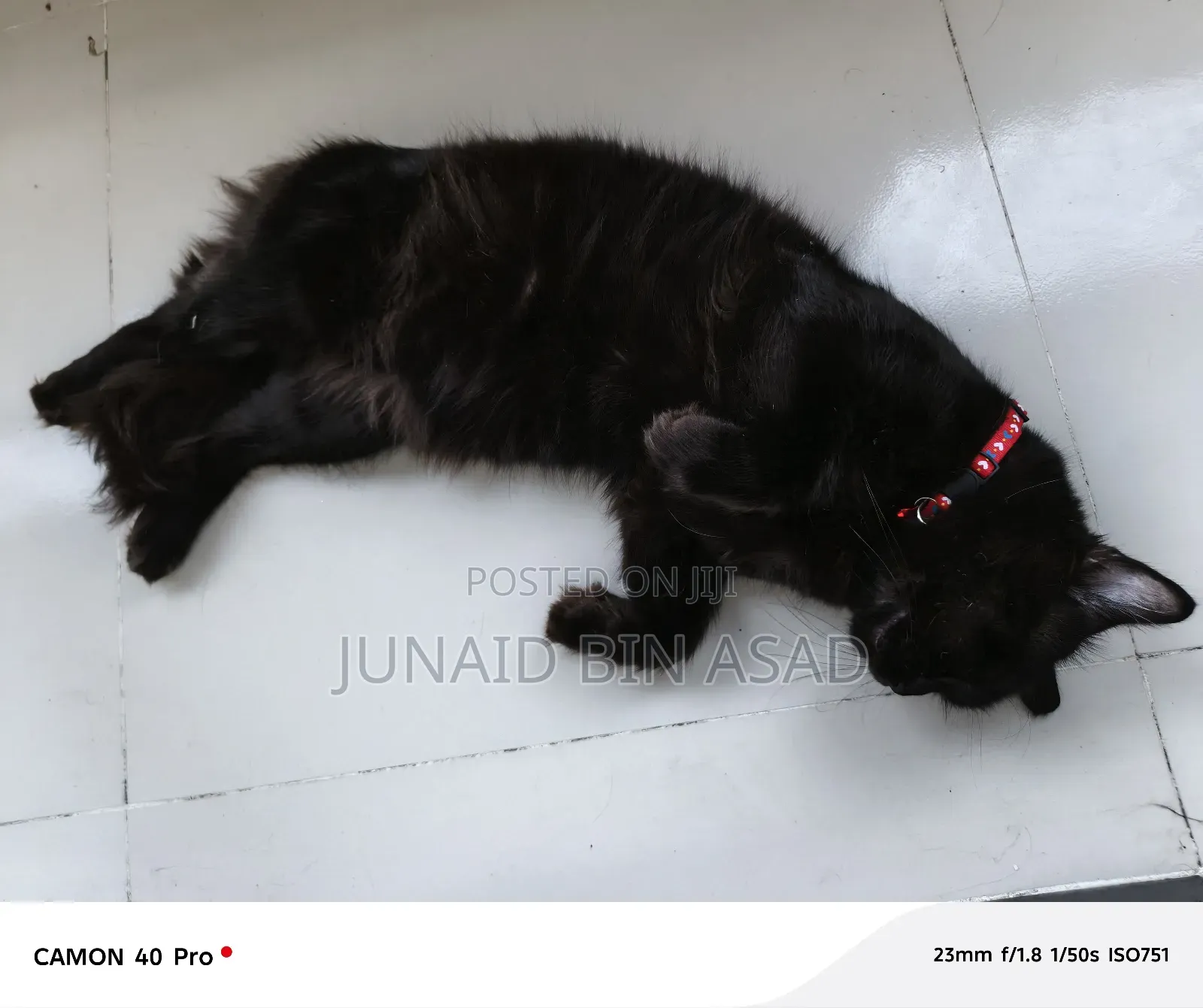 1+ Year Male Purebred Persian