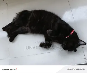 Photo - 1+ Year Male Purebred Persian