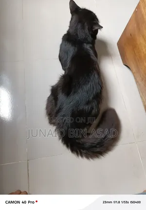 1+ Year Male Purebred Persian