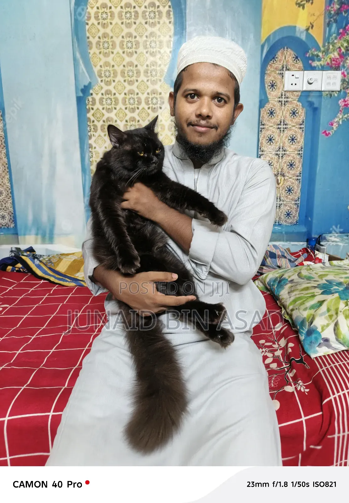 1+ Year Male Purebred Persian