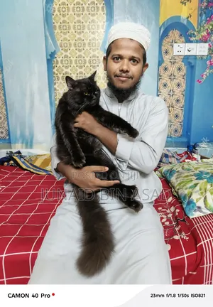 1+ Year Male Purebred Persian