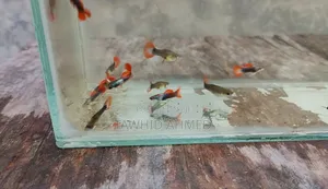 Photo - Low Quality Koi Tuxedo Guppy