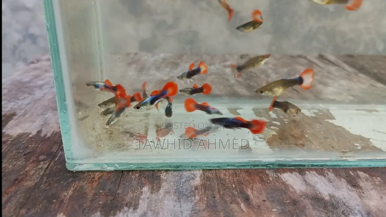 Low Quality Koi Tuxedo Guppy