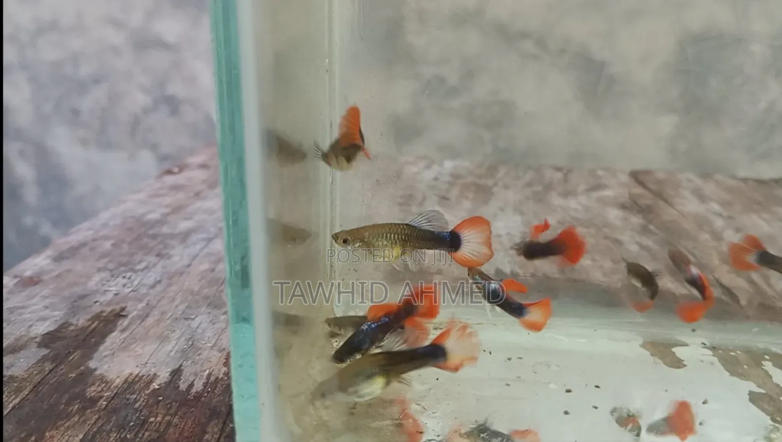 Low Quality Koi Tuxedo Guppy