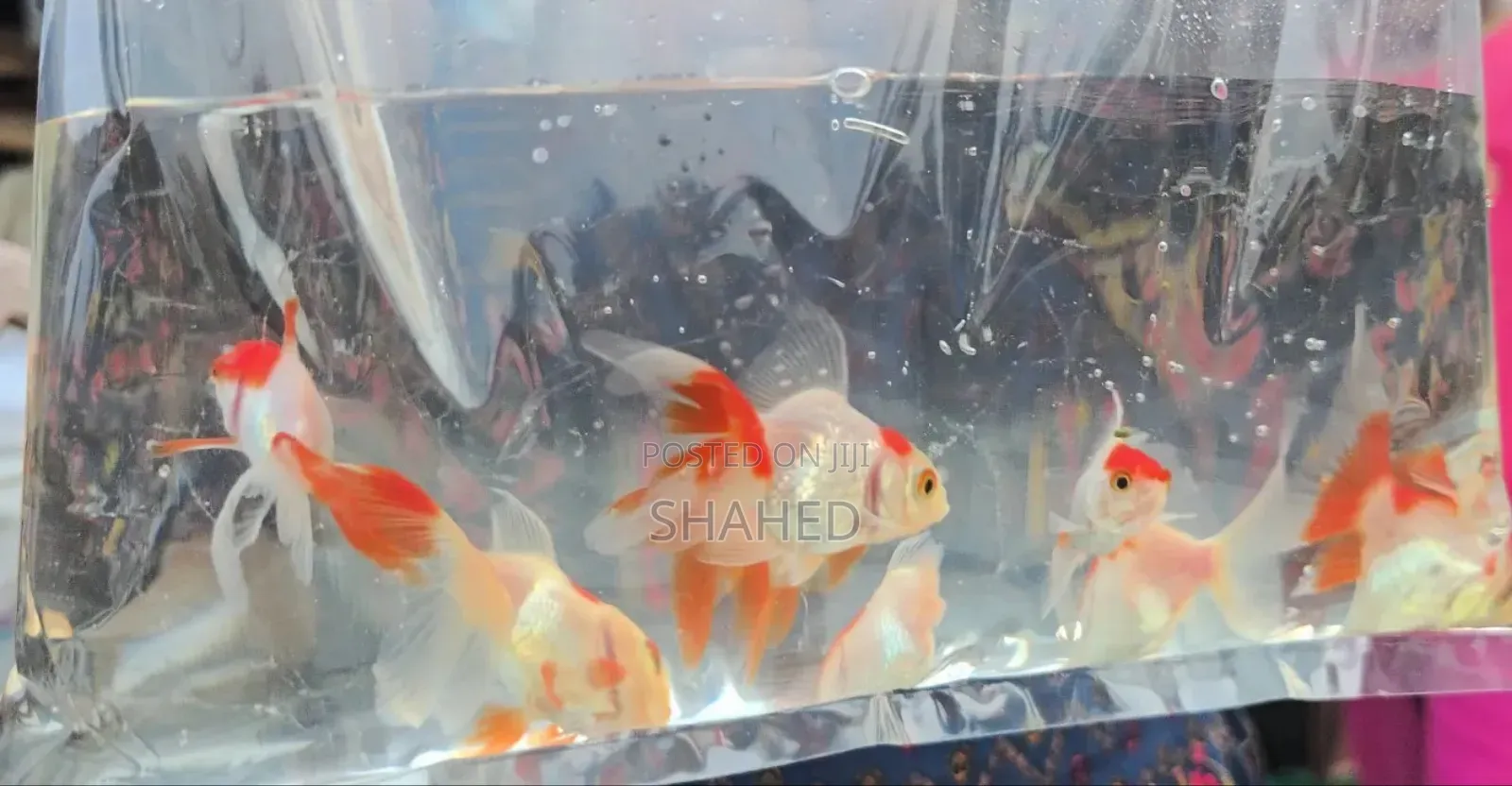 Red Cap Orenda Goldfish