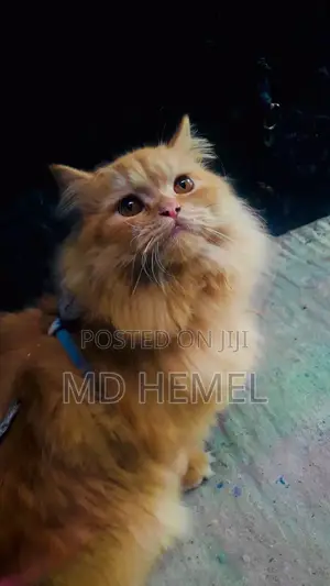 Photo - 1+ Year Male Purebred Persian