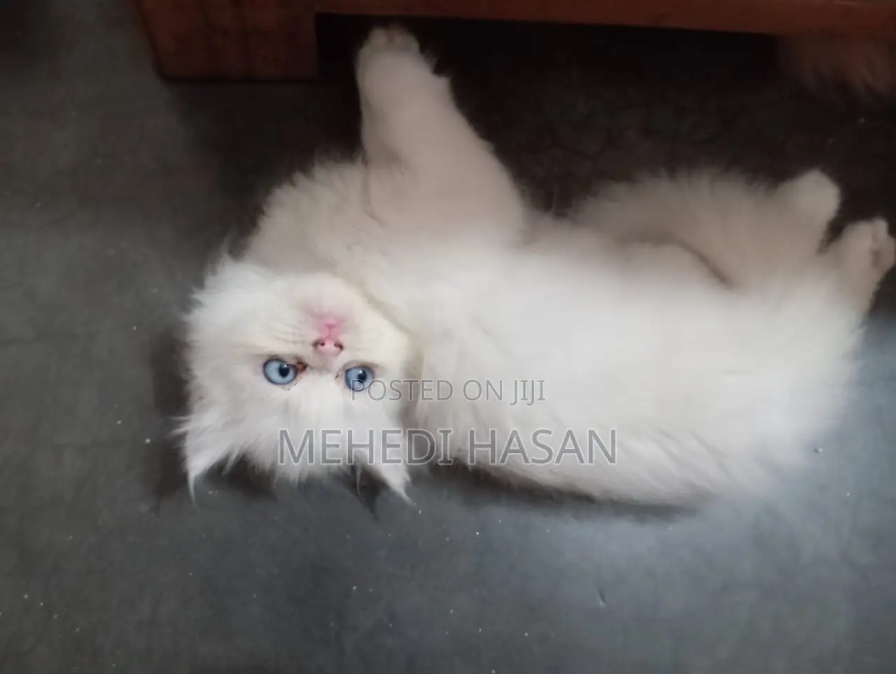 1-3 Months Female Purebred Persian