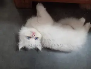 Photo - 1-3 Months Female Purebred Persian