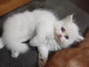 1-3 Months Female Purebred Persian