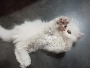 1-3 Months Female Purebred Persian