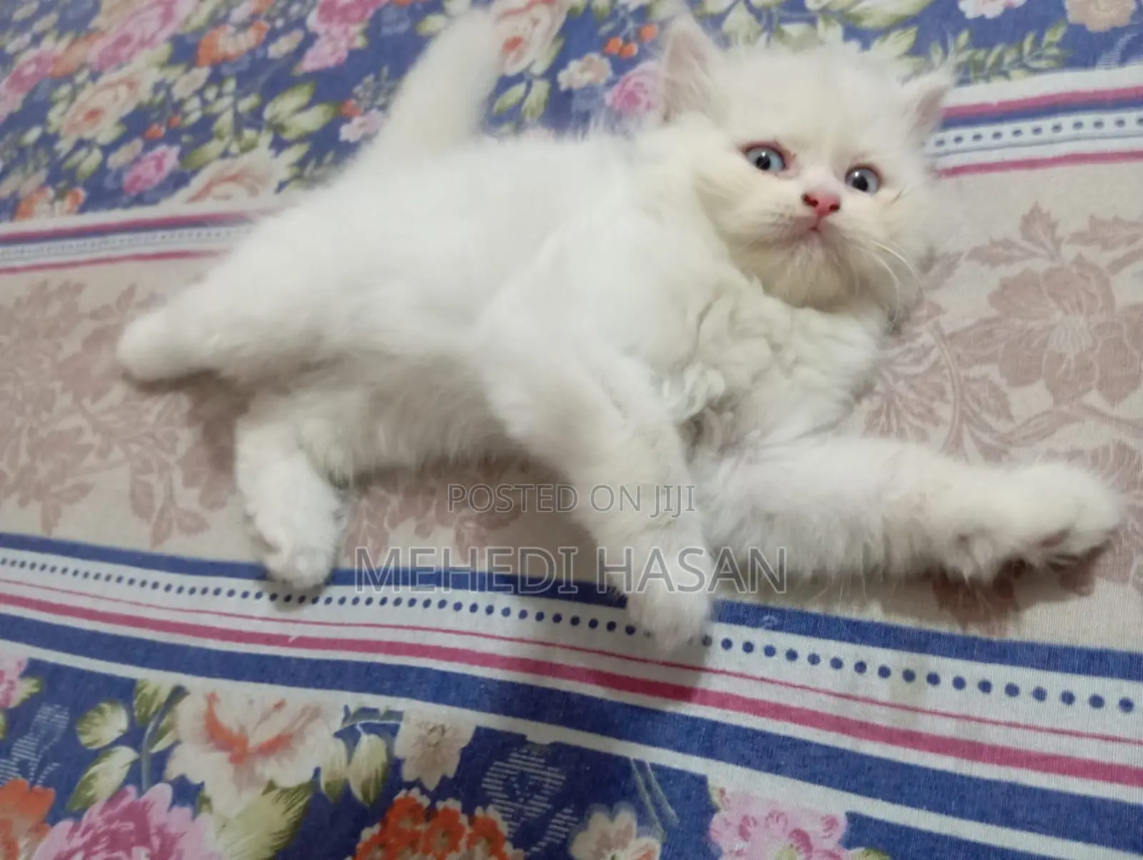 1-3 Months Female Purebred Persian