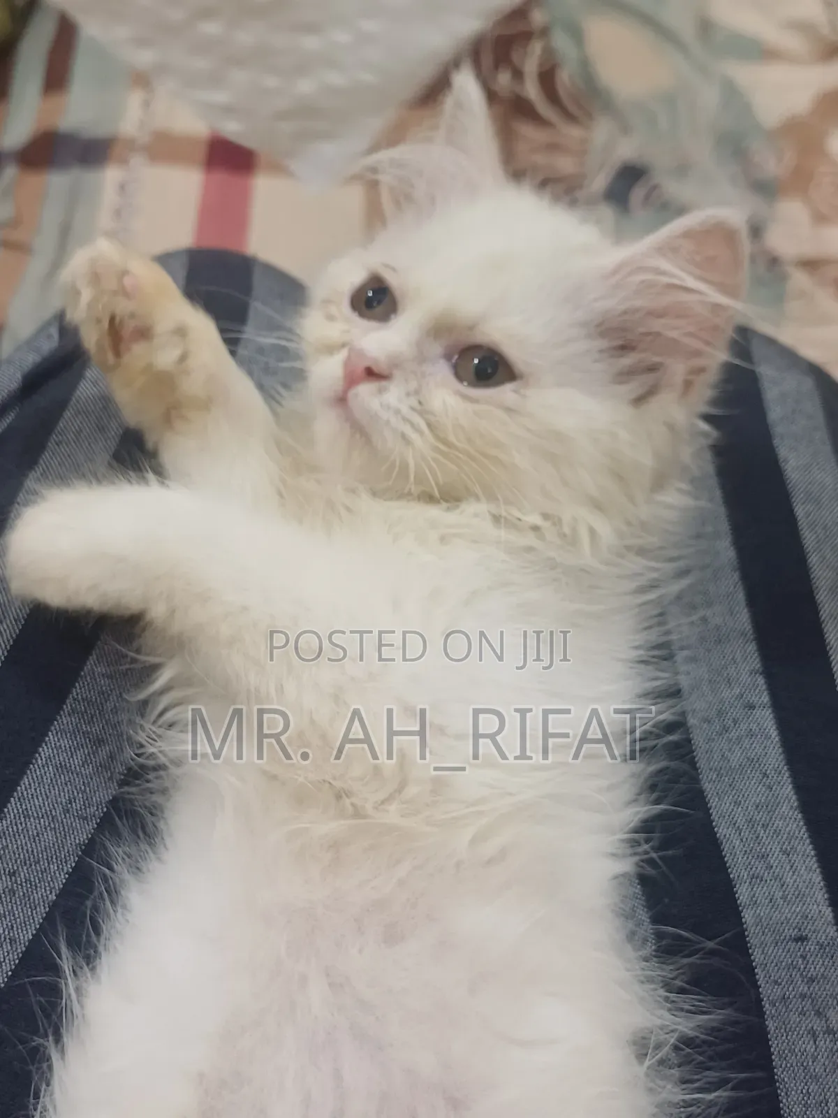 1-3 Months Female Purebred Persian
