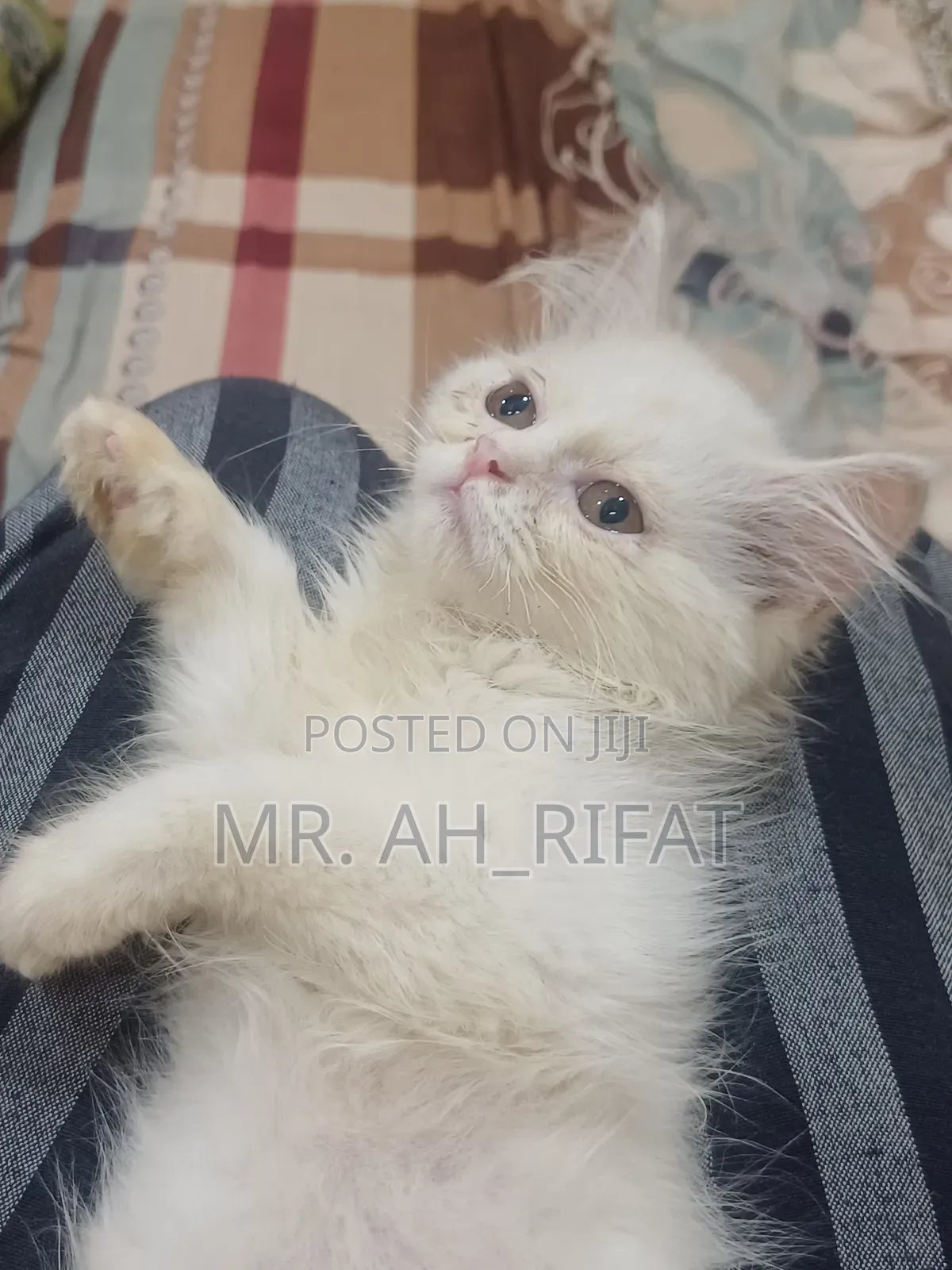1-3 Months Female Purebred Persian