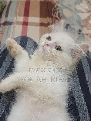 1-3 Months Female Purebred Persian