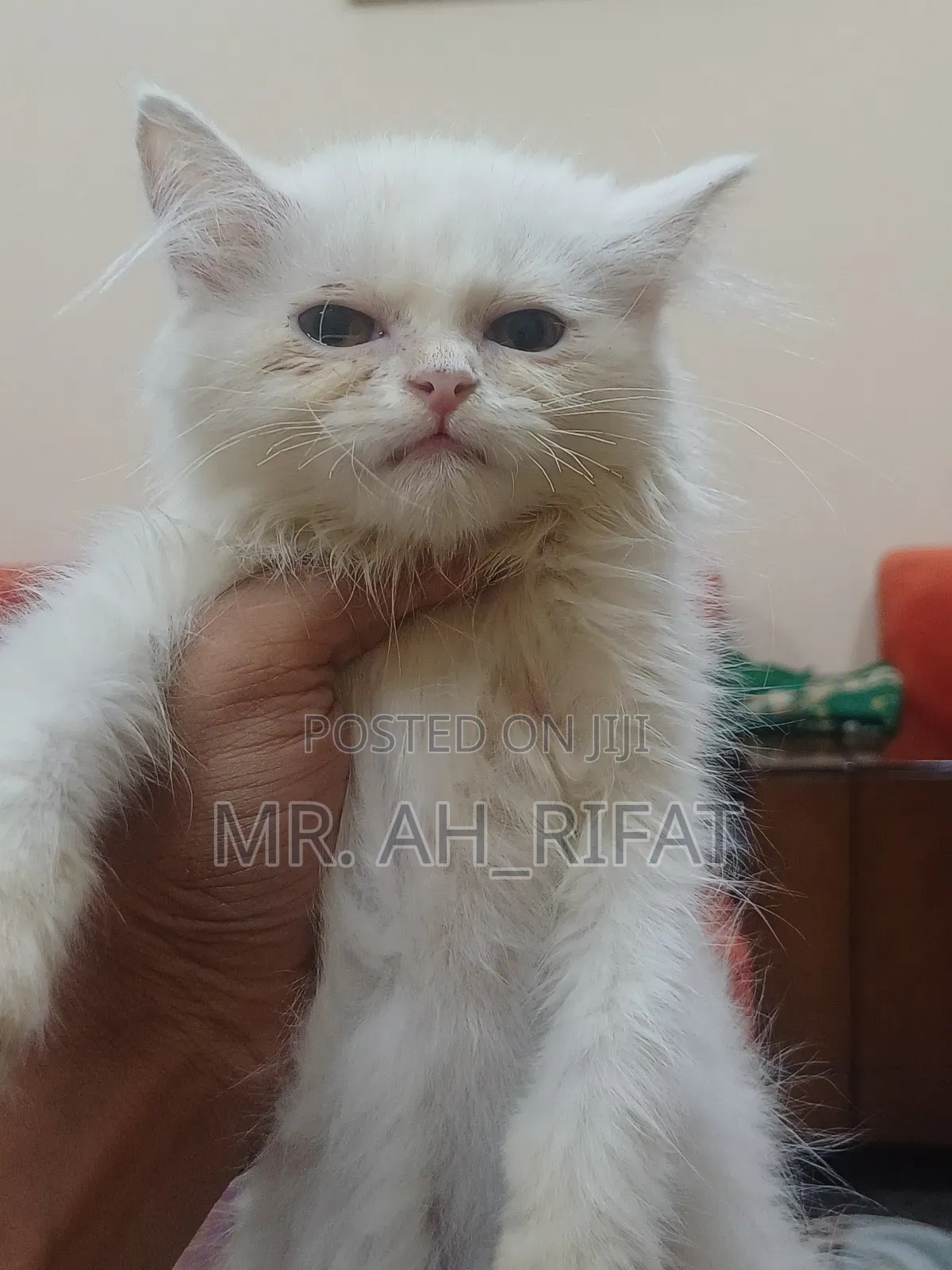1-3 Months Female Purebred Persian