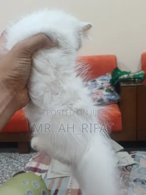 1-3 Months Female Purebred Persian