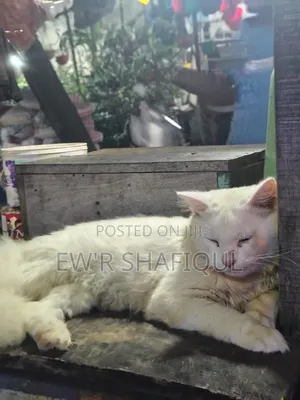 Photo - 6-12 Months Male Purebred Persian