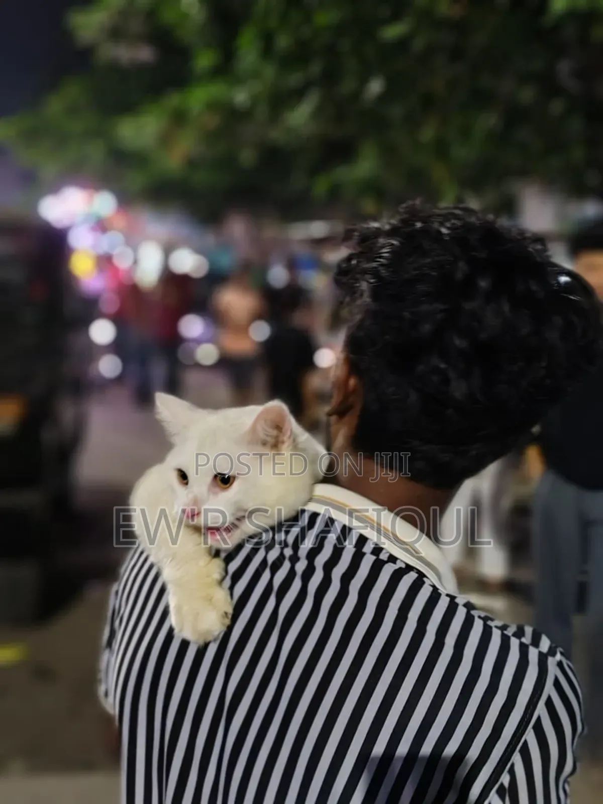 6-12 Months Male Purebred Persian
