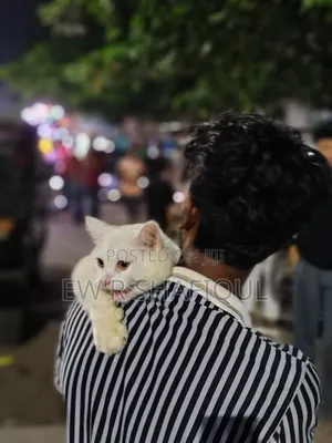 6-12 Months Male Purebred Persian