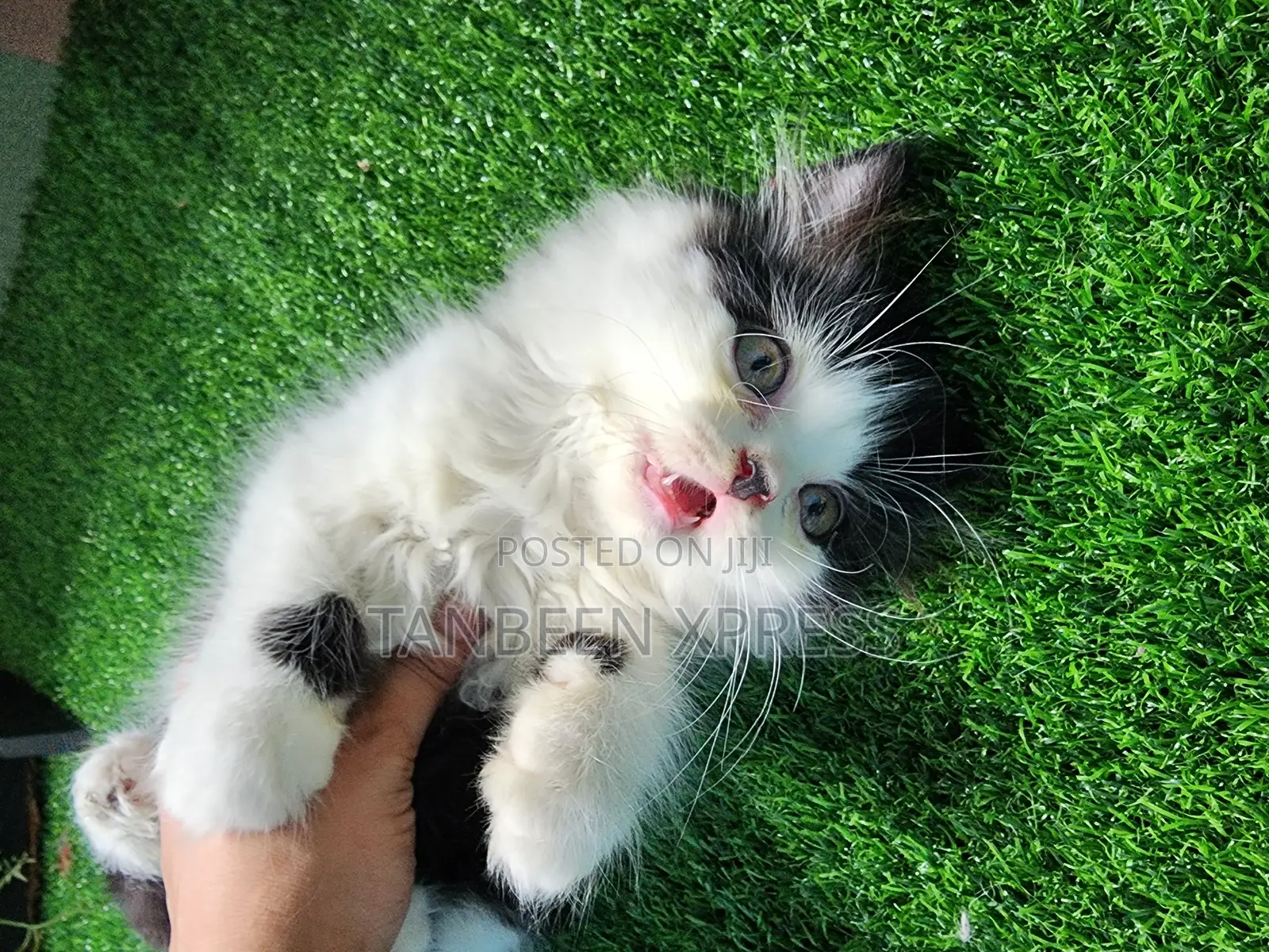 1-3 Months Male Purebred Persian