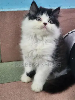 Photo - 1-3 Months Male Purebred Persian