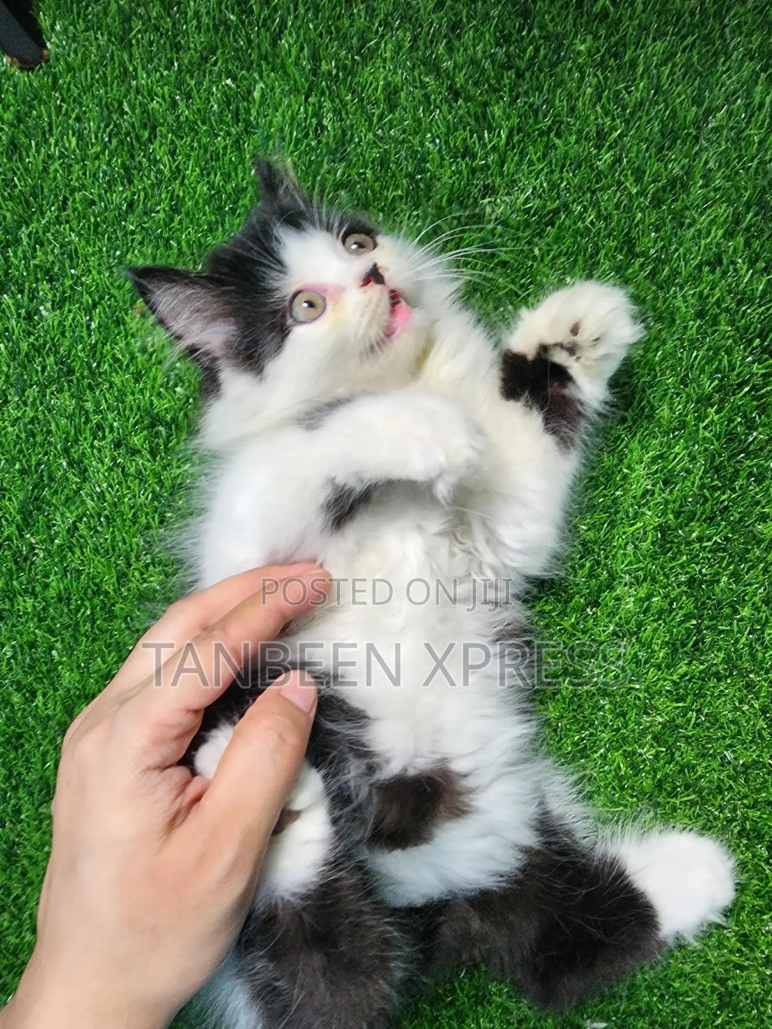 1-3 Months Male Purebred Persian