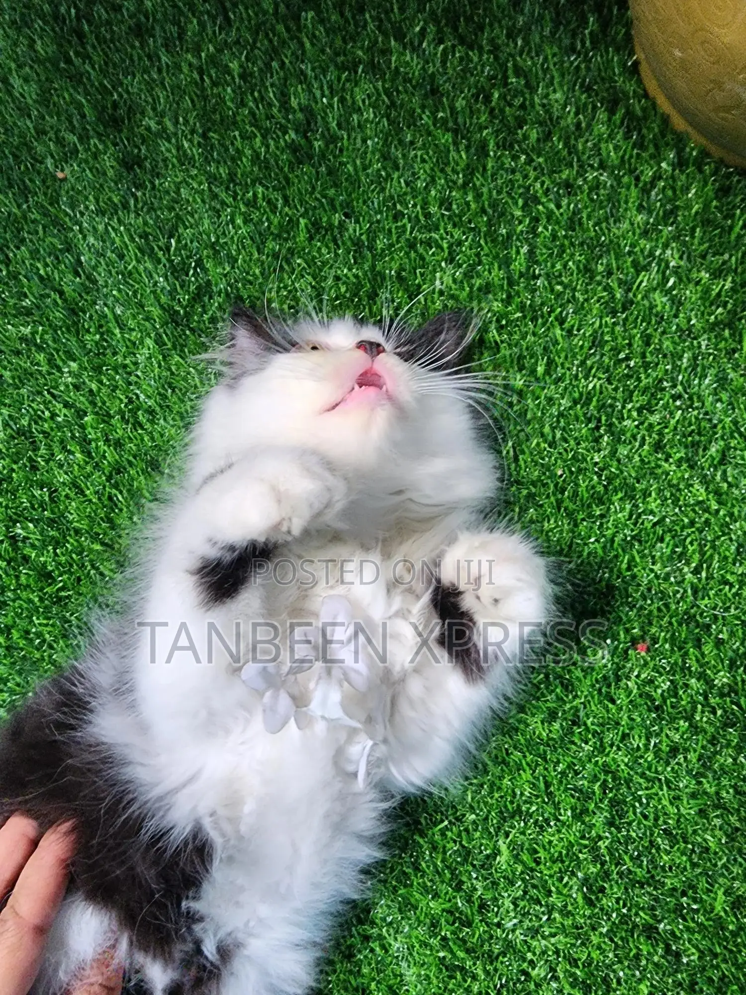 1-3 Months Male Purebred Persian