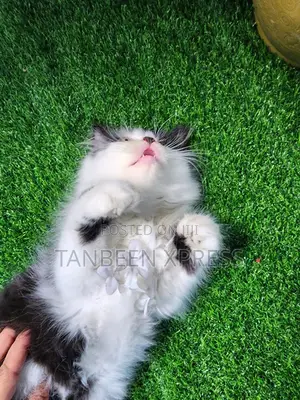 1-3 Months Male Purebred Persian