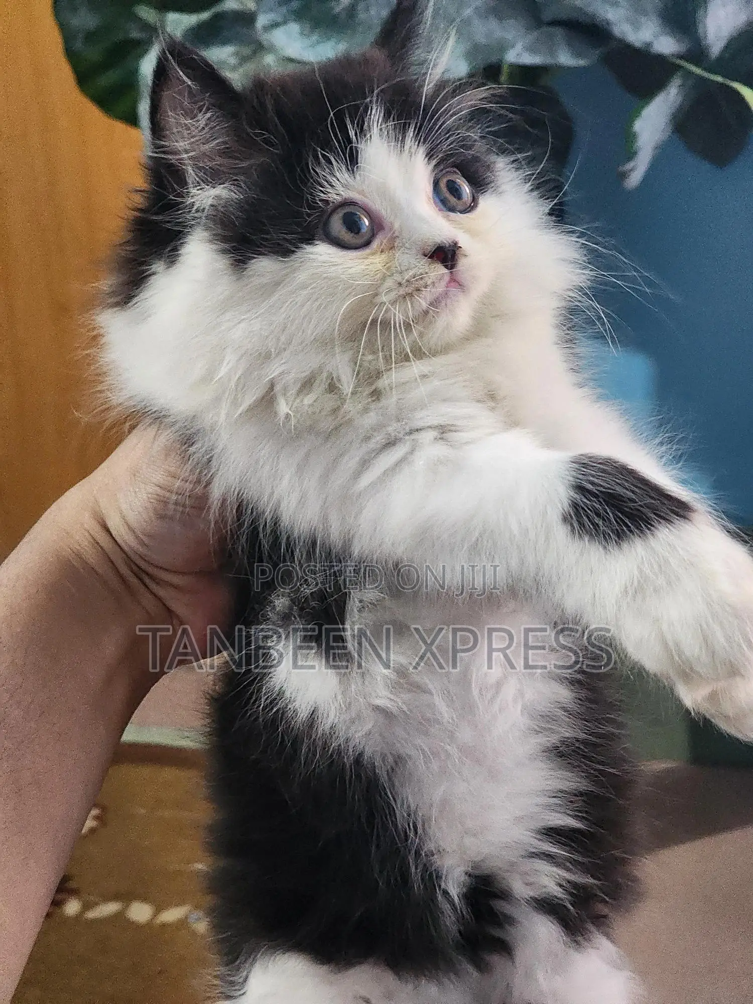 1-3 Months Male Purebred Persian