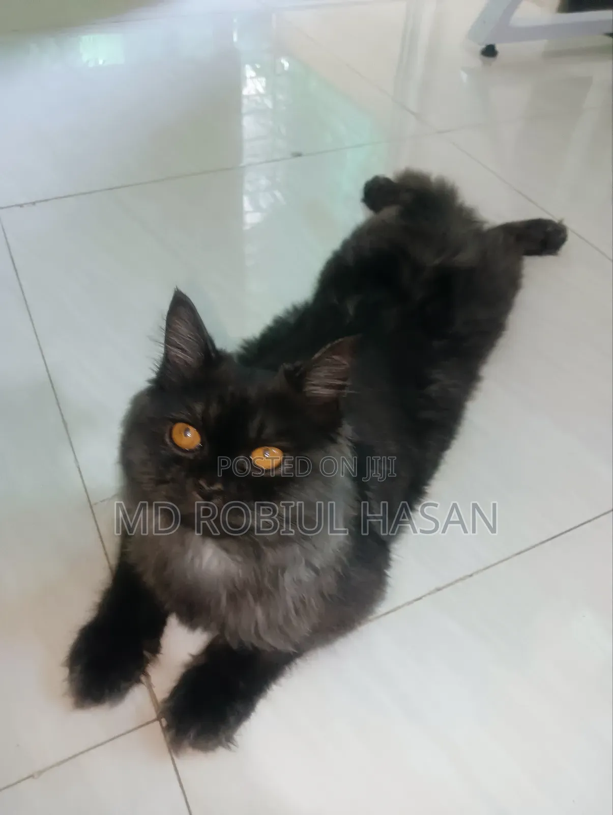6-12 Months Male Purebred Persian