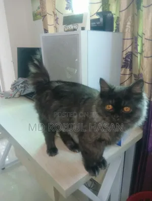 6-12 Months Male Purebred Persian