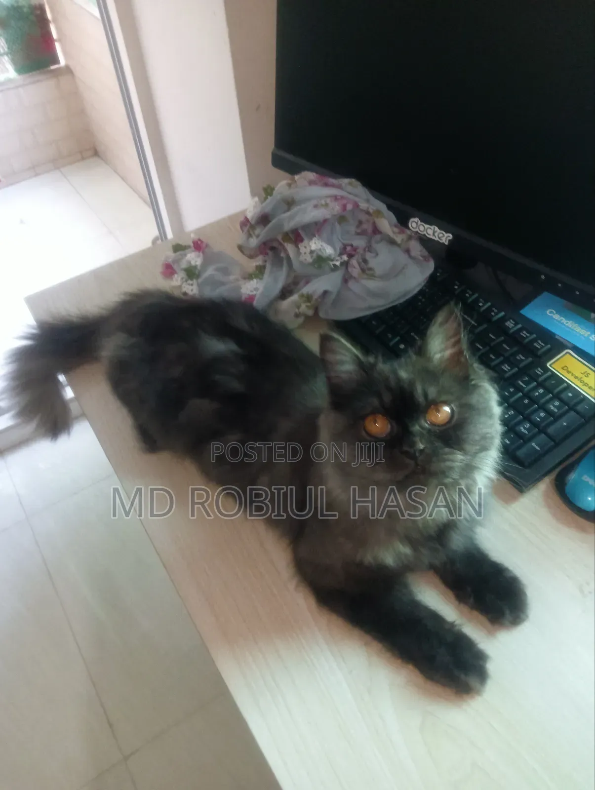 6-12 Months Male Purebred Persian