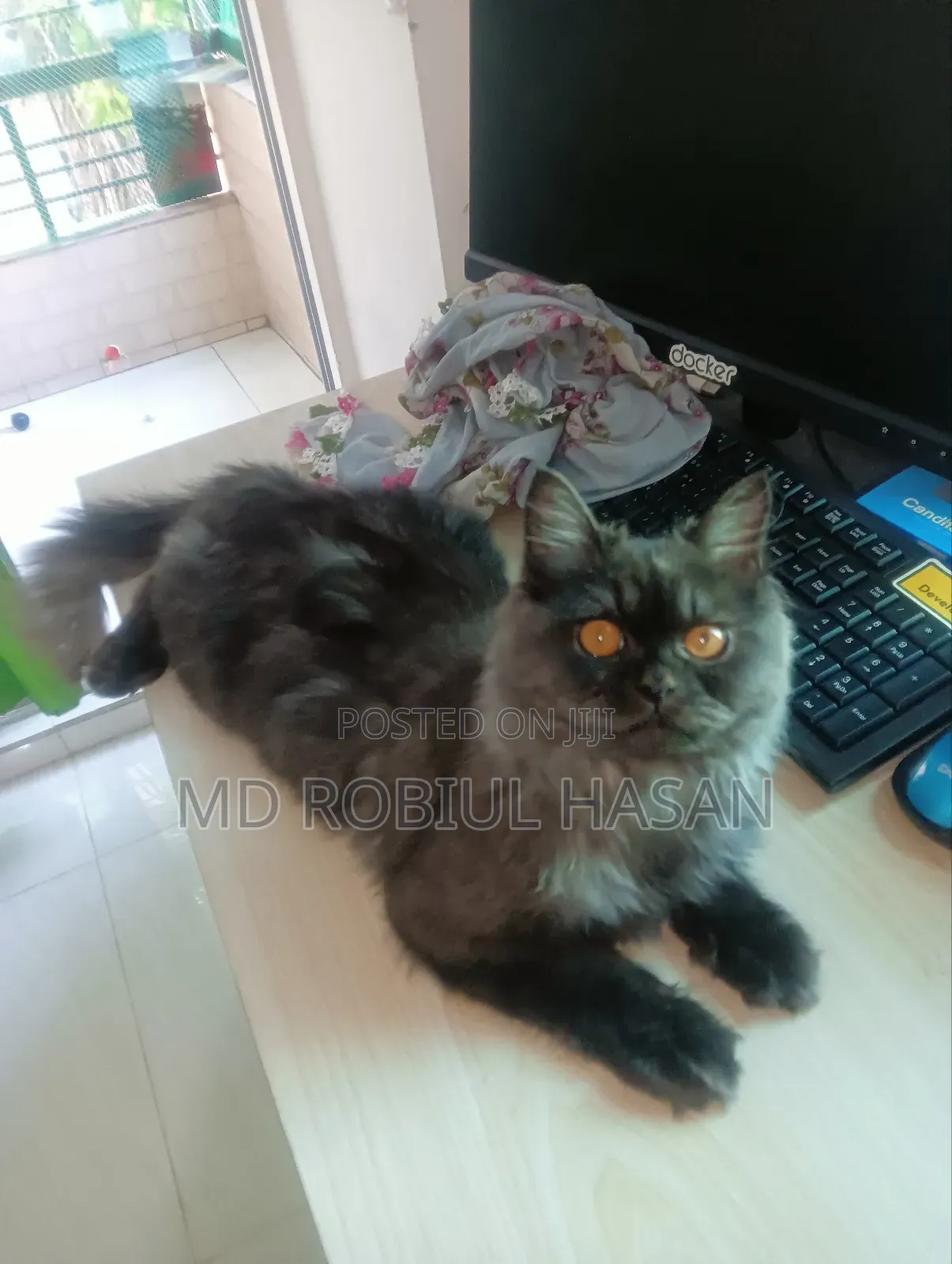 6-12 Months Male Purebred Persian