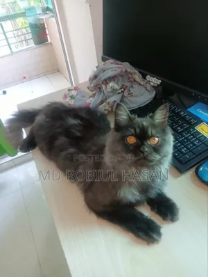 6-12 Months Male Purebred Persian