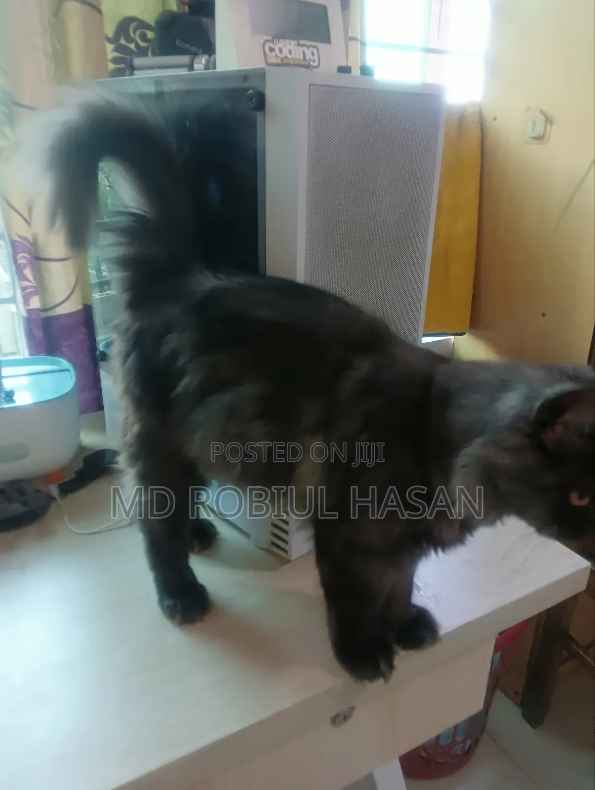 6-12 Months Male Purebred Persian