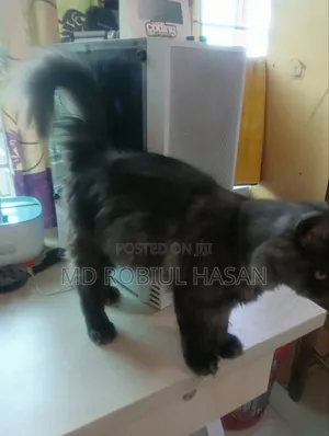 6-12 Months Male Purebred Persian