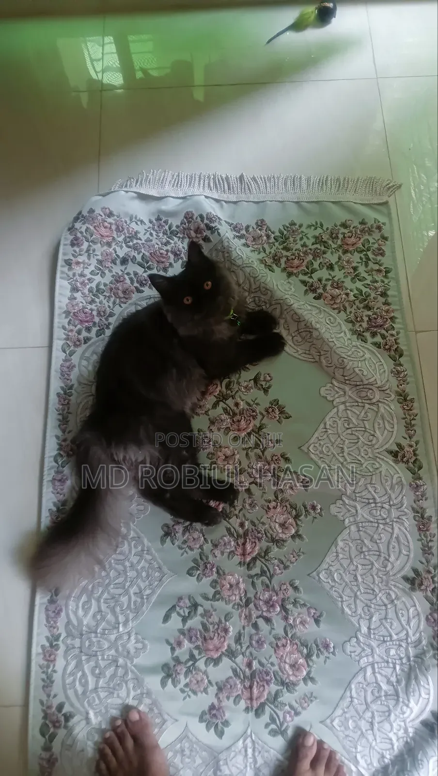 6-12 Months Male Purebred Persian