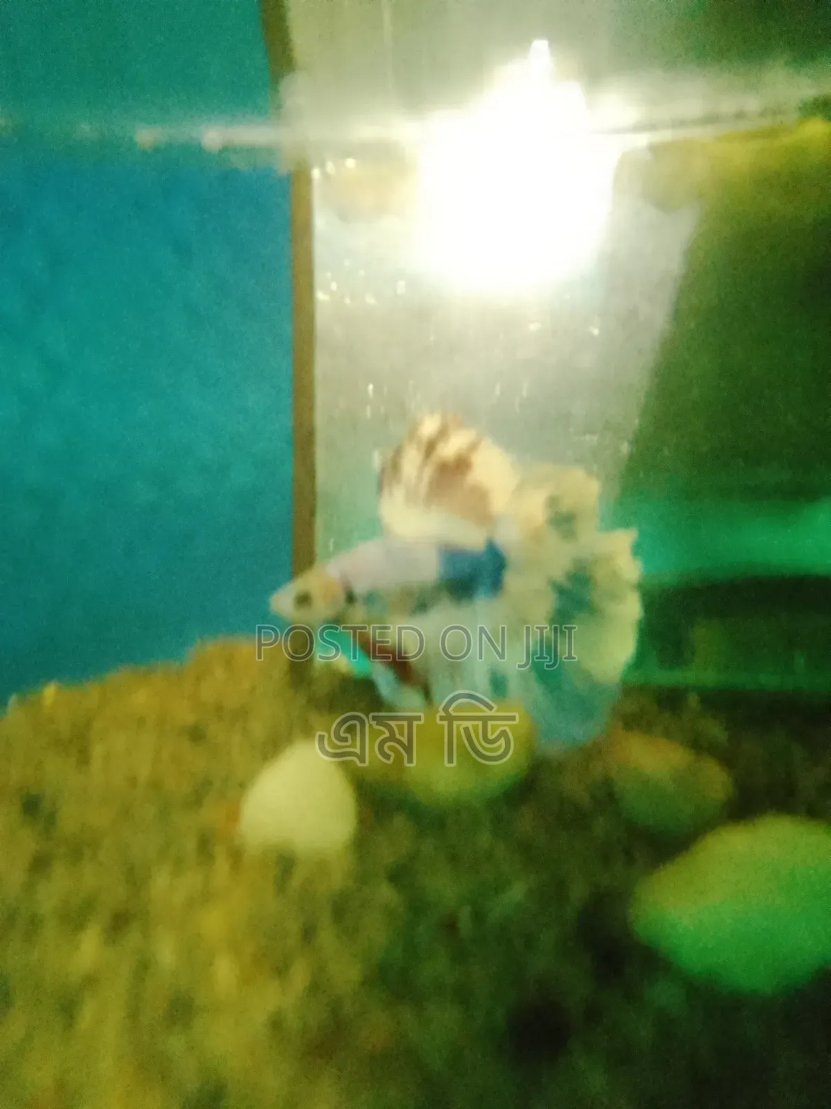 সুন্দর একটি Beta Fish