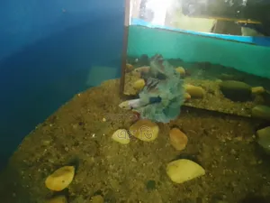 সুন্দর একটি Beta Fish