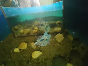 সুন্দর একটি Beta Fish