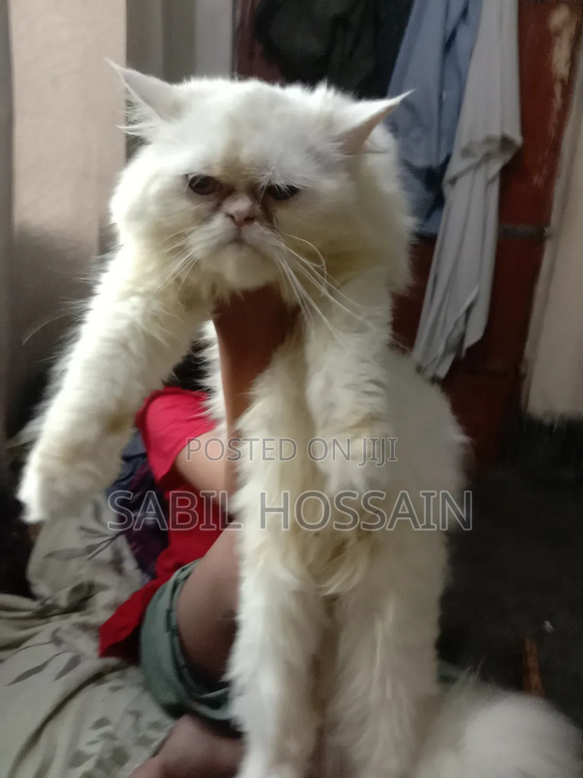 3-6 Months Male Purebred Balinese