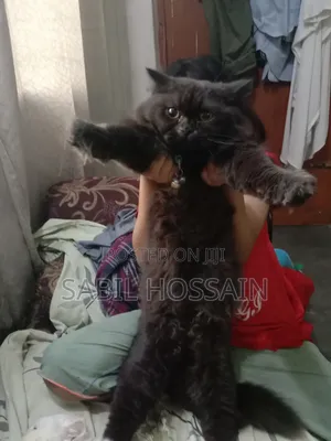 3-6 Months Male Purebred Balinese