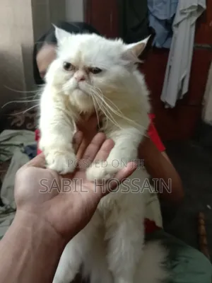 3-6 Months Male Purebred Balinese