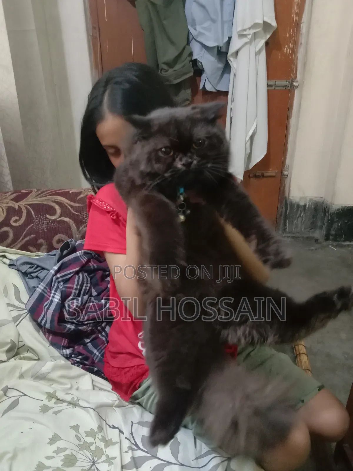 3-6 Months Male Purebred Balinese