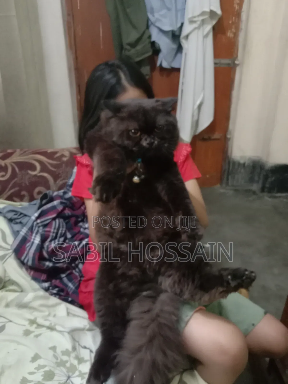 3-6 Months Male Purebred Balinese