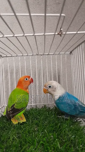 Photo - Opaline Love Bird